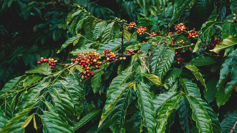 "Coffea", Caffeine, and the Plant
