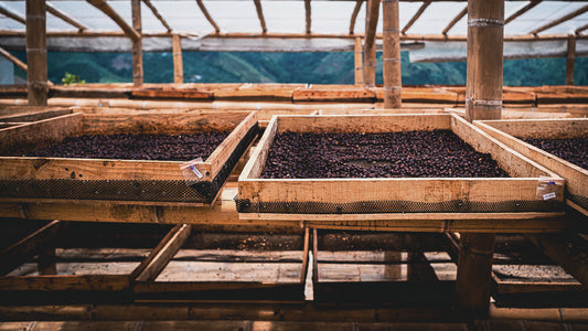 Processing Coffee: Honey