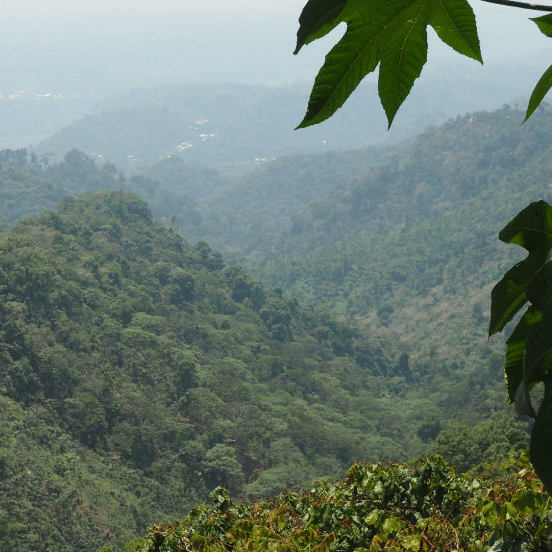 Mexico Chiapas HG Washed