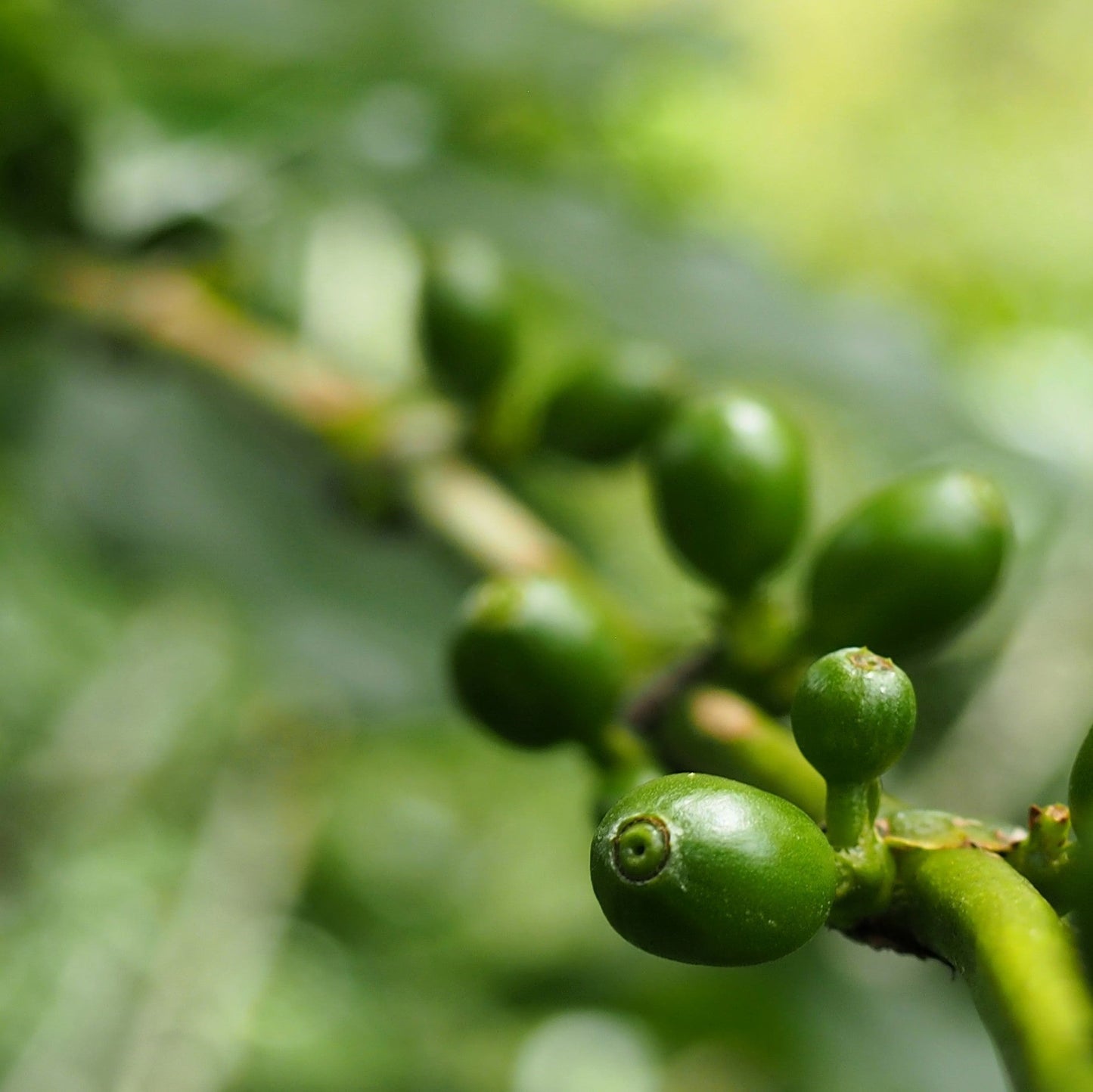 Ethiopia Sidama FTO Washed