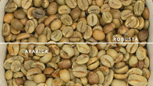 Robusta vs Arabica