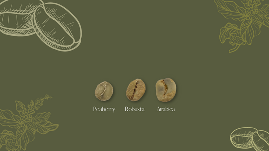 What is a Peaberry Coffee Bean?