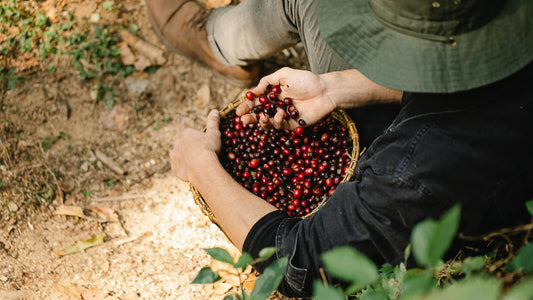 Organic & Fair Trade