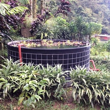 Mexico Chiapas HG Washed