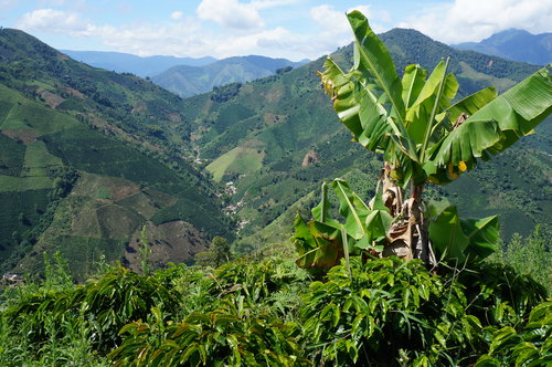 Colombia Narino Organic Washed