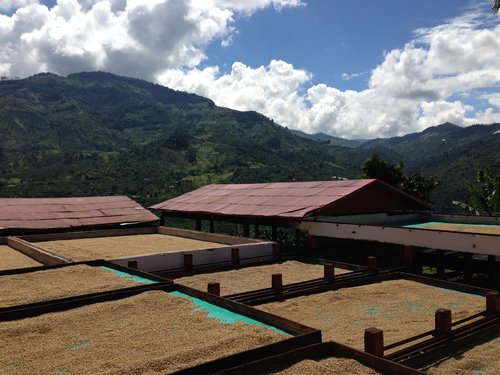 Colombia Narino Organic Washed