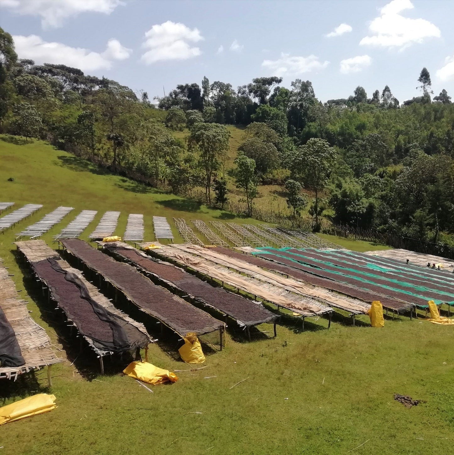 Ethiopia Sidama FTO Washed