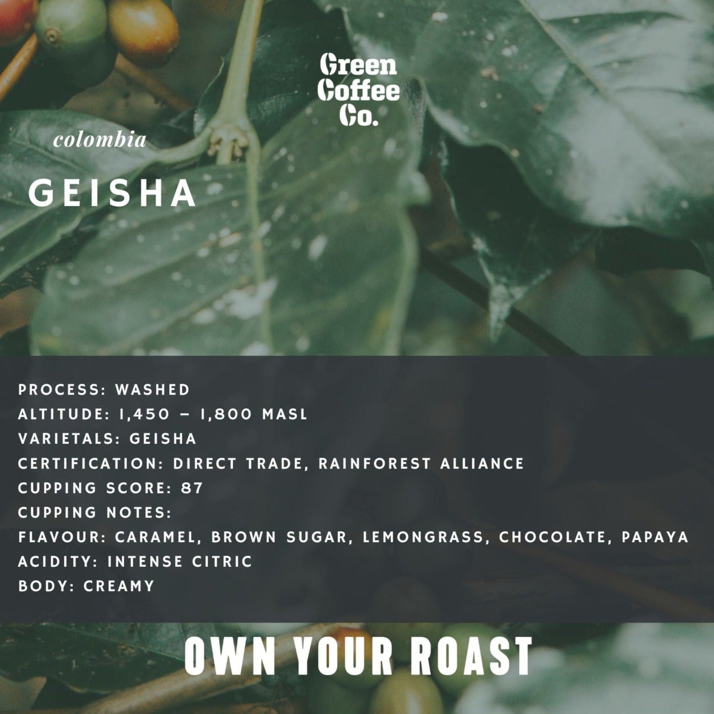 Colombia Geisha Washed