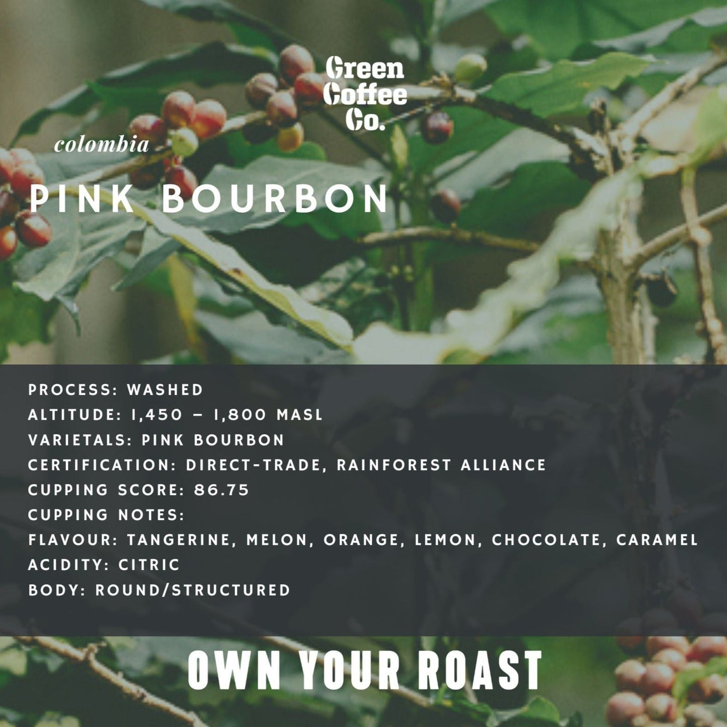 Colombia Pink Bourbon Washed