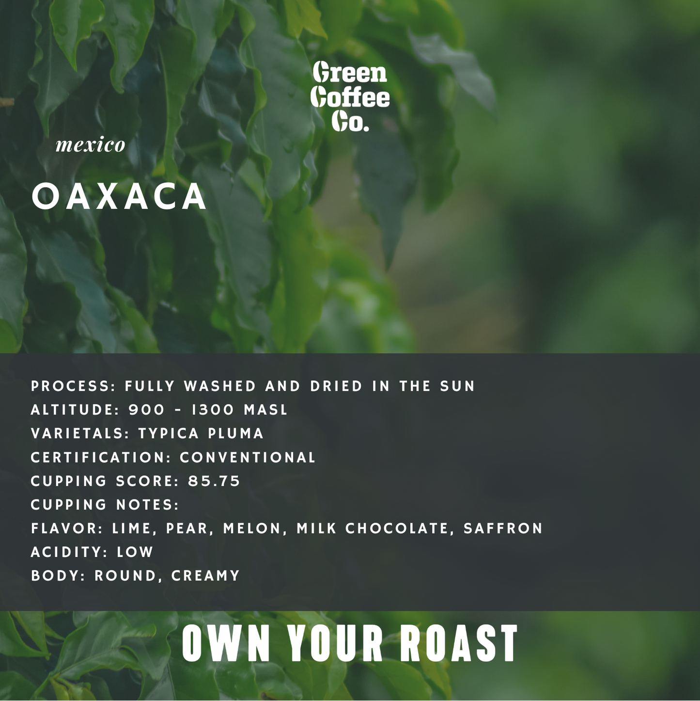 Mexico Oaxaca Washed