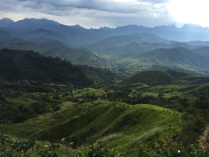 Colombia Narino Organic Washed