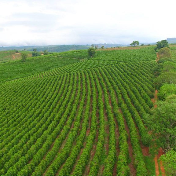 Brazil Swiss Water® Decaf