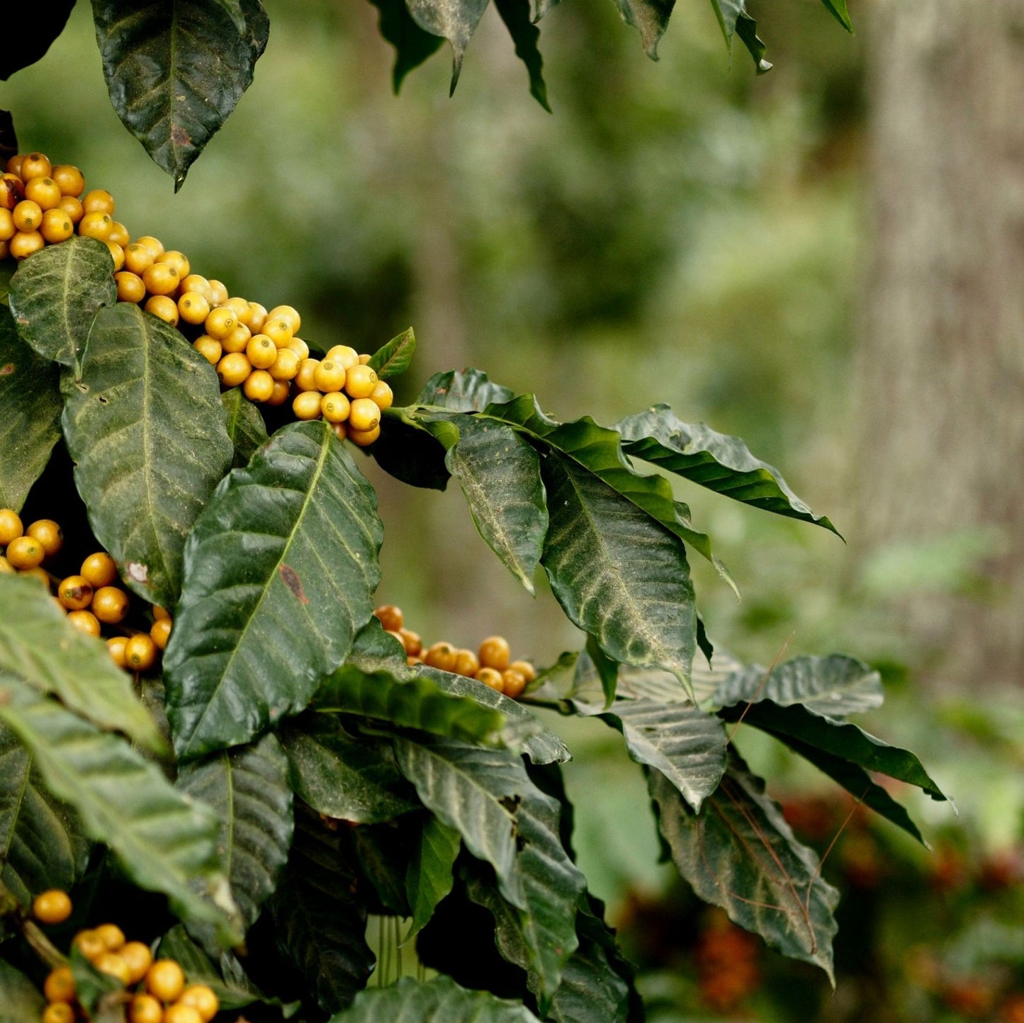 Guatemala Coban Organic Washed