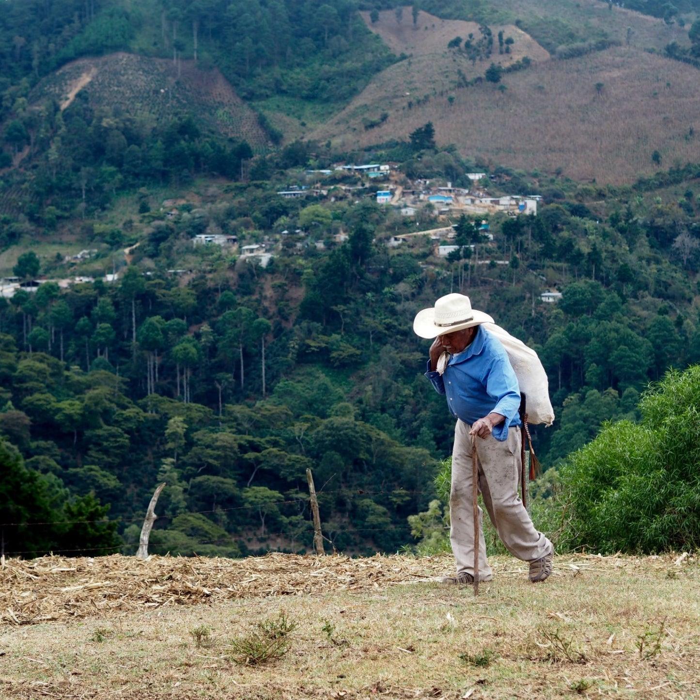 Guatemala Coban Organic Washed