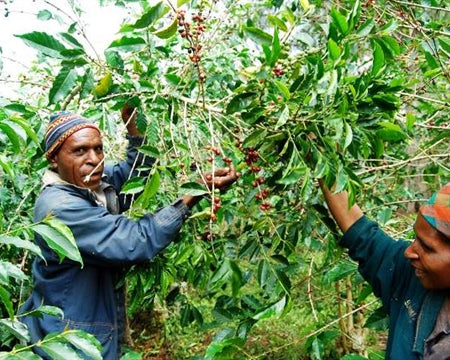 Papua New Guinea Kuta Washed