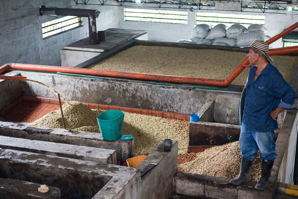 Colombia OM Honey Green Coffee Co.