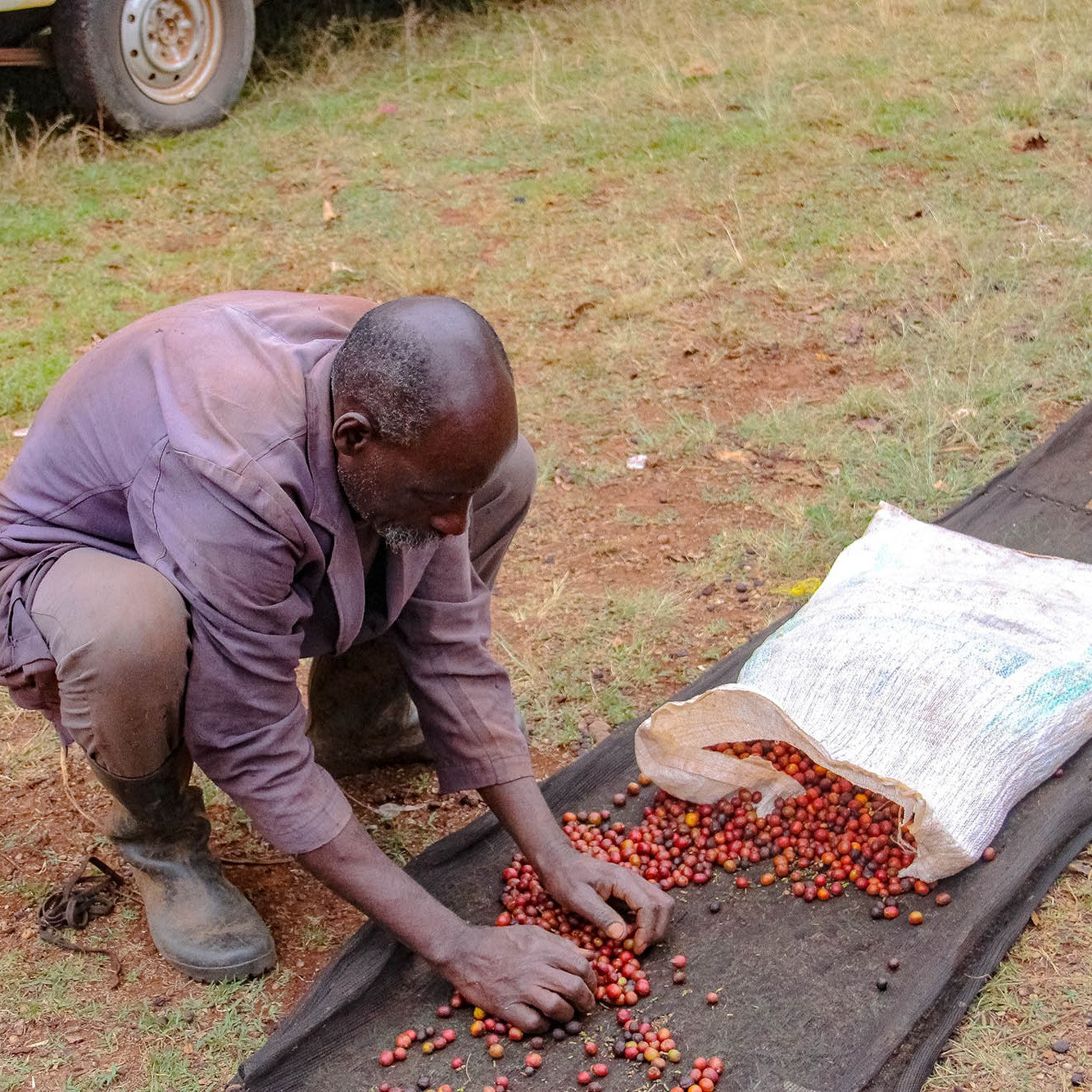 Kenya Nyeri Othaya Ichamama AA Washed