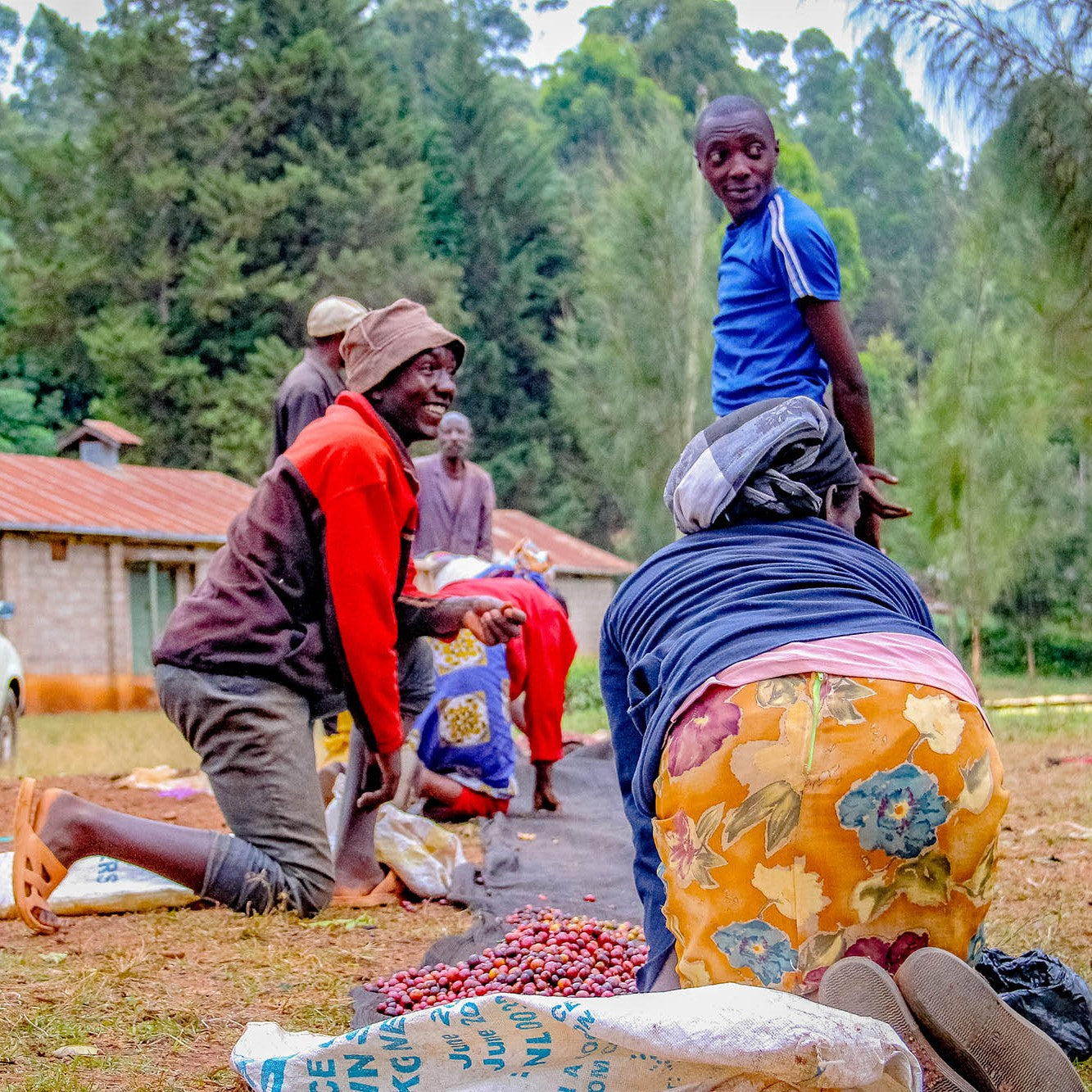 Kenya Nyeri Othaya Ichamama AA Washed